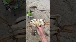 Shore Crabbing by Hand MALE KEEPER 080424 Oregon crabboil fishing crabbing crab outdoors usa [upl. by Wesa]