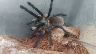 Monocentropus balfouri Haltung [upl. by Retsek]