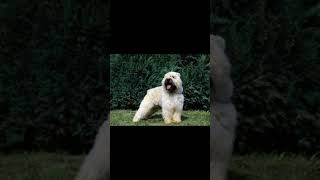 BOUVIER DES FLANDRES DOG  dogbreed [upl. by Enenstein]