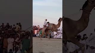 Camal dance competition Punjab vs balochistan  camal dance  jaamofficial [upl. by Nagoh]