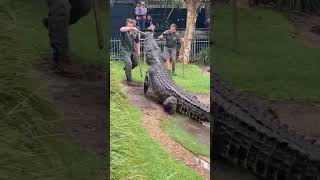 Feeding a GIANT Saltwater Crocodile 🐊 😱 australia crocodile australianreptilepark shorts viral [upl. by Simone919]