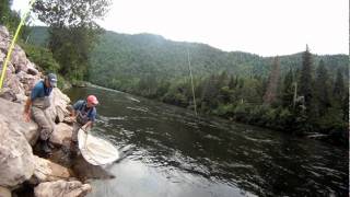 Large Atlantic salmon takes dry fly on full linemov [upl. by Kellia769]