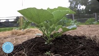 The Trick to Growing Zucchini in Your Garden  Martha Stewart [upl. by Corenda]