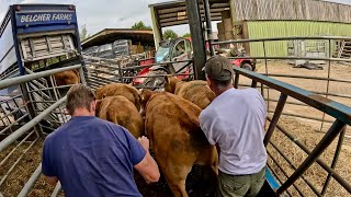 Store Cattle Leaving The Farm [upl. by Alit]