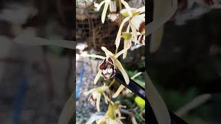 Coelogyne dayana speciesorchids indonesianorchids [upl. by Origra]