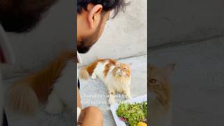 Billu sabziwala😳😳 catcomedy cat billicomedy billug catvideo sajidcat billucat [upl. by Ynnaffit324]