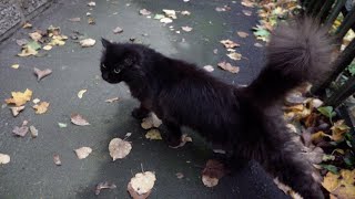 Lonely fluffy black cat meows [upl. by Blinni900]