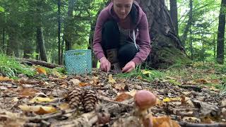 How she foraging and cooking wild mushrooms in the forestPart 31 SUILLUS GREVILLEI ASMR [upl. by Mohandas]