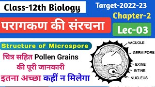 L3 परागकण की संरचना  Structure of microspore  Biology Class12th Ch2 [upl. by Animaj]