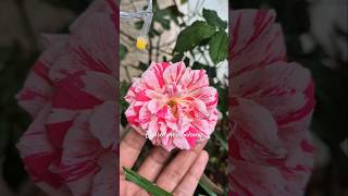 My balcony Roses in November🌹⚘️ shorts gardening nature [upl. by Alleb614]