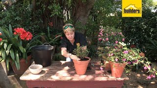 How to Plant Fuchsia Flowers in a Pot [upl. by Miarhpe]