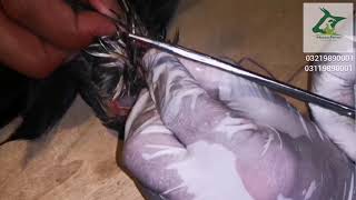 Operating Abscess on chicken [upl. by Macintosh]