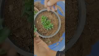 Its very EASY 🤷evergreenseedssucculent repotting gardening shorts [upl. by Yrollam]