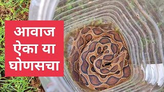 आवाज ऐका या घोणसचा snakes viper russell venomous rescue snakerescue venomoussnakes snake [upl. by Balfour168]