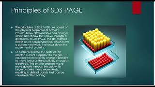 SDSPAGE ppt notes [upl. by Kenward]