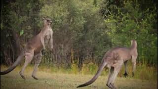 Kangaroos fighting with each other [upl. by Trebliw]