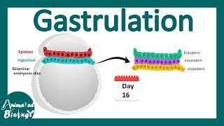 Gastrulation  what happens during gastrulation  week 3 of embryonic development [upl. by Andy438]