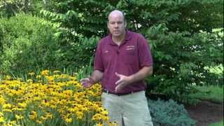 Black Eyed Susan  Rudbeckia fulgida Goldsturm  Summer Blooming Perennial [upl. by Nosiddam]