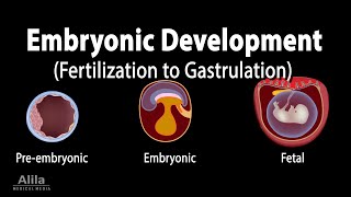 Embryology from Fertilization to Gastrulation Animation [upl. by Pollie662]