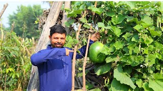 सब्ज़ी और भात उंगलियाँ चाटने पर मजबूर हो जाएगे ऐसे बनाएंगे  कदुआ भात स्पेशल Lauki Chawal [upl. by Federico]