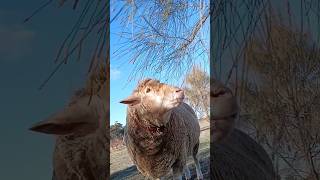 Rambos winter sunshine thru the sheoak trees ☀️💙 thehollies trendingshorts naturelovers [upl. by Winton]