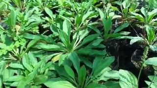 Cultivation of Plantago Isabgol India [upl. by Eylloh]