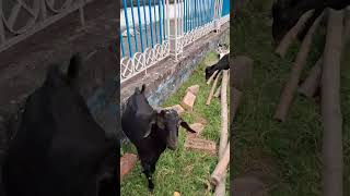 Camera dekhe sobai funny goat [upl. by Fedora]