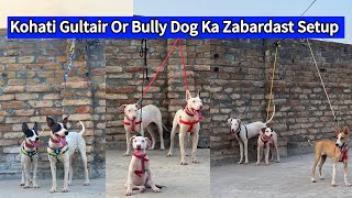 Biggest Kohat Dog 🐕 Centre  Kohati Gultair vs Bully Dog [upl. by Basile]