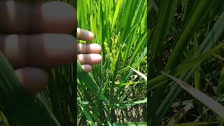 Flowering stage rice shrots [upl. by Anaz]