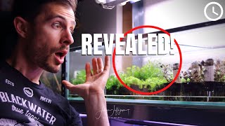 Growing EMERSED AQUARIUM PLANTS  Dirty Little Secrets [upl. by Mariele]