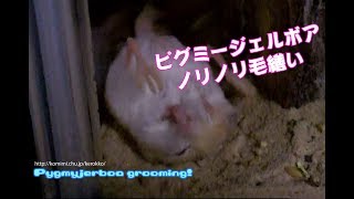 ノリノリ毛繕い Pygmyjerboa grooming [upl. by Kinzer316]