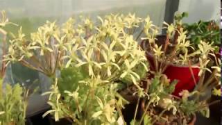 Species pelargoniumPelargonium appendiculatum in flower [upl. by Eanahc]