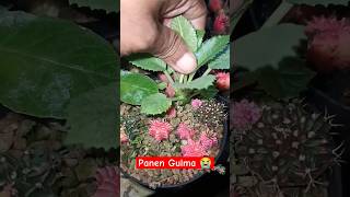 Gulma Jadi Rejeki‼️ kali ini kita panen Gulma Dorstenia di sela tanaman Kaktus aridzona kaktus [upl. by Rona]