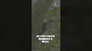 Ivorybilled Woodpecker Trivia Tuesday Special Edition birdnerd wildlife triviatuesday [upl. by Reni183]