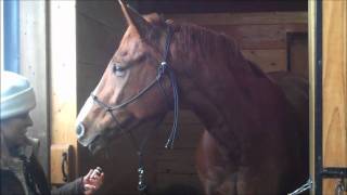 How to Use an Essential Oil with a Horse [upl. by Elsinore]