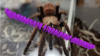 Chilobrachys fimbriatus the indian violet earth tiger rehouse and husbandry tips [upl. by Drarej]