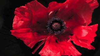 Poppy Papaver orientale flower opening time lapse [upl. by Revlis]