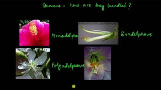 Types of androecium and gynoecium  Morphology of flowering plants  Biology  Khan Academy [upl. by Ainimre]