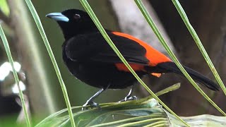 Passerinis Tanager Birds of Costa Rica [upl. by Ainaj]