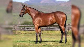 Lot 22  Vercingetorix ex Zulaal [upl. by Ayin964]