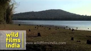 Kabini River of Bandipur National Park Karnataka [upl. by Nangem]