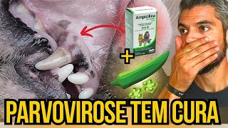 PARVOVIROSE EM CÃES TEM TRATAMENTO CACHORRO COM ANEMIA E DIARREIA COM SANGUE FEZES LIQUIDAS NÃO COME [upl. by Georgeta]