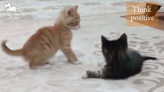 🍉quotDawn Delights Witness the Unbearable Cuteness of Two Tiny Kittensquot 👍kittens trending viral [upl. by Gabriell]