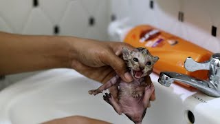 Newborn kitten crying so loudly and angry when bathing  Newborn kittens dont want to bath [upl. by Burger]