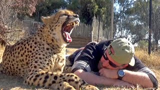 Gabriel The Cheetah Recovery Day From The Vet  Big Cat Awakens amp Gives Account Of Experience Part 2 [upl. by Hachman]