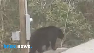 Bear opens car door in Gatlinburg gets inside [upl. by Cutlor]