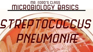 Streptococcus pneumoniae and Bacterial Meningitis  Microbiology Lectures [upl. by Alisander]