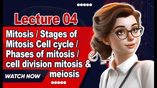 MitosisStages of Mitosis Cell cycle Phases of mitosis cell division mitosis amp meiosisLecture 4 [upl. by Libys821]