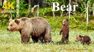 BEAR Wild animals world of animals wild animal in nature animals for kids farm animals [upl. by Asiral774]