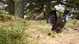 la parade du Grand tétras [upl. by Akimrej]